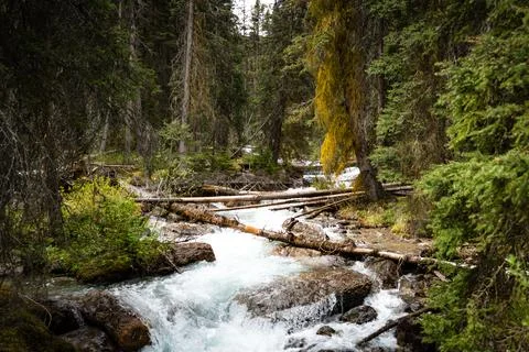 Fast-moving stream in forest Stock Photos