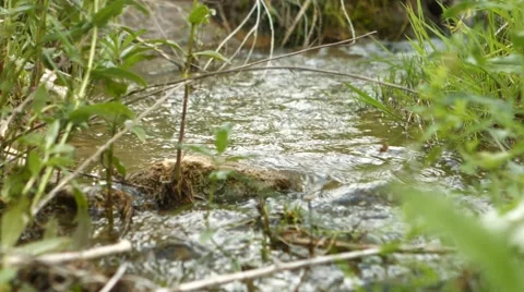 Fast Moving Stream with Plants and Grass Vidéo 53232563