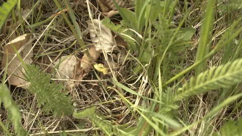 Fast moving of tiny black ants 4K video 動画素材 160140781