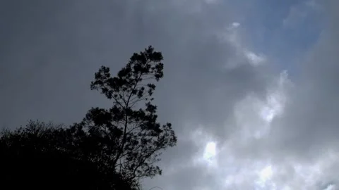 Fast moving trees and clouds blown by the wind Stock Footage 290815995