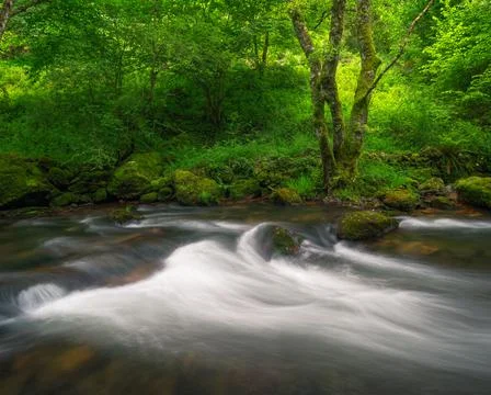 Fast moving waters in a river surrounded by oak trees Stock Photos