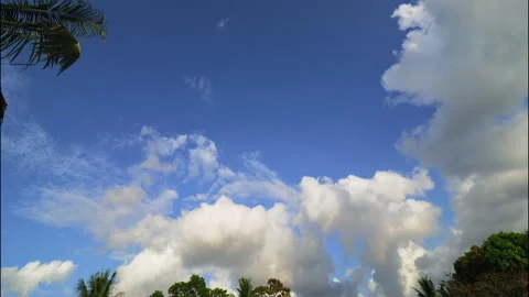 Fast moving white clouds, blue sky and palm trees, time lapse Stock Footage 331975503