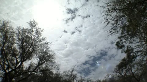 Fast Paced Clouds Between Trees in the Everglades, Florida Video Stock Footage 12761522
