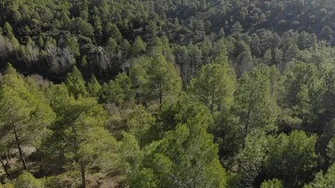Fast Paced Drone over Pine Trees and view of Boulder Stock Footage 103378908