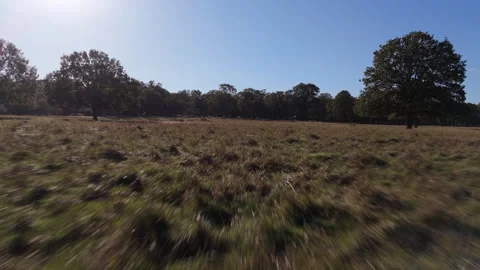 Fast-Paced Low Drone Flight Through Natural Terrain Stock Footage 314390751