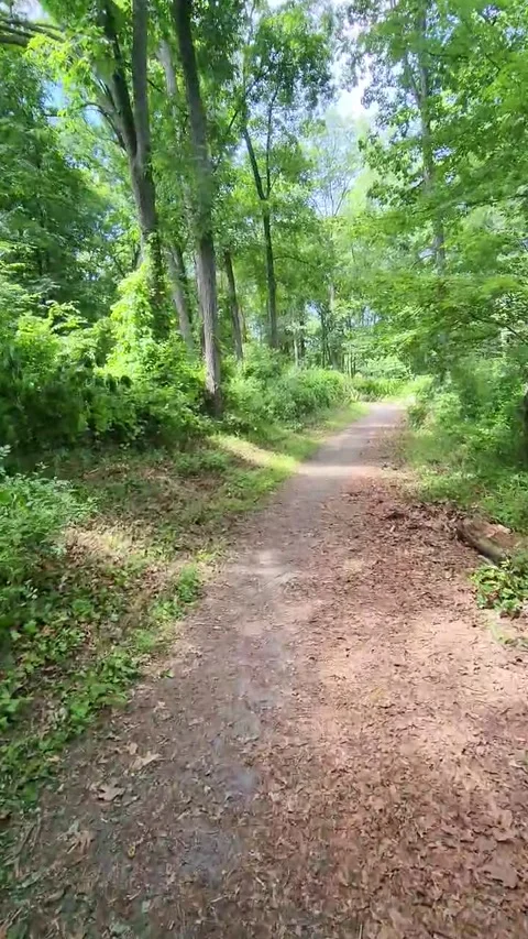 Fast Paced Walk through Lush Green Forest Path Stock Footage 339090699