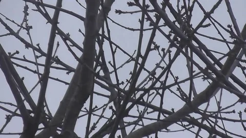 Fast pan across swaying bare branches Stock Footage 92575200