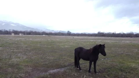 Fast pan down and dolly in to horse Stock Footage 158547524