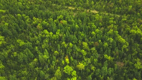 A fast pan into the forest in springtime Stock Footage 195113083
