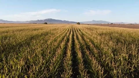 Fast Pan Over Corn Field (Sunset) 库存影片 282304651