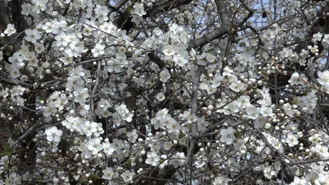 Fast pan of tree branches with spring cherry flowers. Video footage. Stock-Footage 104819575