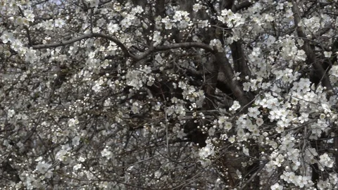 Fast pan of tree branches with spring cherry flowers. Video footage. Slow motion Stock-Footage 104819631