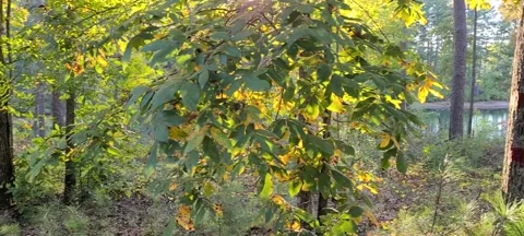 Fast Pan of Woods Stock Footage 144685678