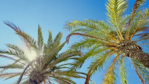 Fast panning of palm trees bottom top view with sun Stock Footage 258337331