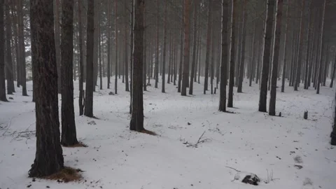Fast passage between trees in winter. Stock Footage 142954059