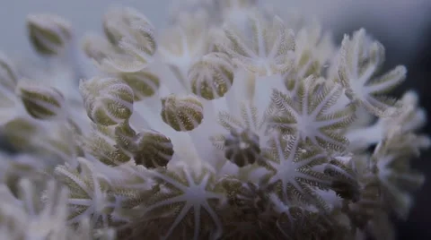 Fast-Pulse Xenia, xenia soft coral polyps Stock Footage