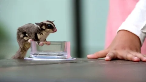 Fast race eating sugar gliders Stock Footage