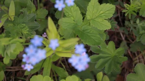 Fast rack focus to forget-me-not flowers Stock Footage 51594354