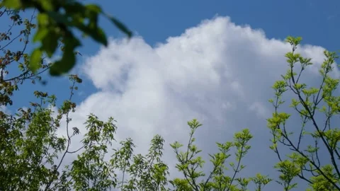 Fast rain cloud covers the blue sky, branches with young leaves sways Stock Footage 158492554
