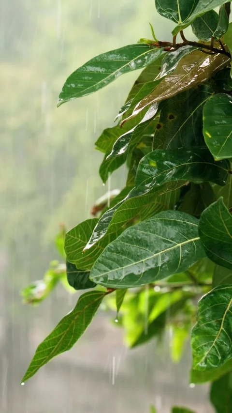 Fast Rain Falling on Leaves Stock Footage 339062099
