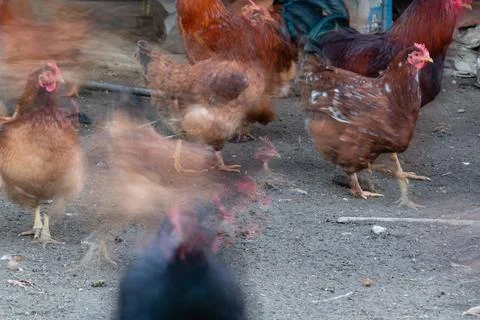 Fast restless flock of hens with motion blur in long exposure Stock Photos