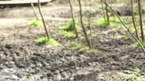 Fast right to left pan: muddy woodland to bare tree branches with green shoots Stock Footage 241191319