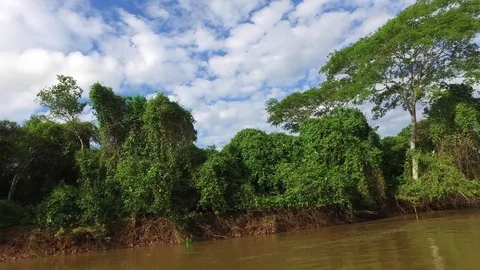 Fast on River and Jungle Stock Footage 73230458