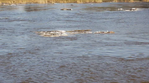 Fast river current carrying melting ice floes and debris Stock Footage 346548986