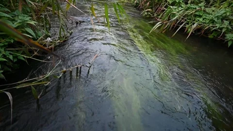 A fast river in a deep forest.view from above. Stock Footage 252468968