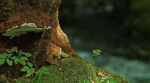 Fast river in deep green forest jungle. Big tree with flowers and mushrooms Stock Footage 46440587