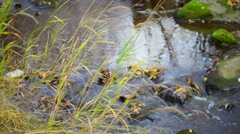 Fast river flow in autumn forest Stock Footage 32741086