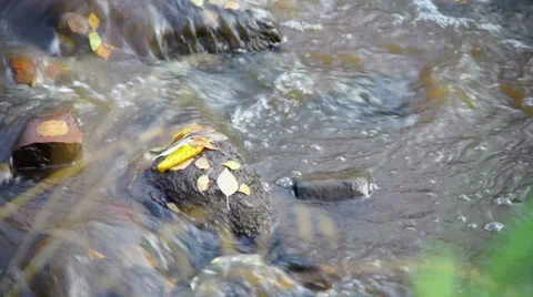 Fast river flow with bubbles and autumn leaves Stock Footage 33648734