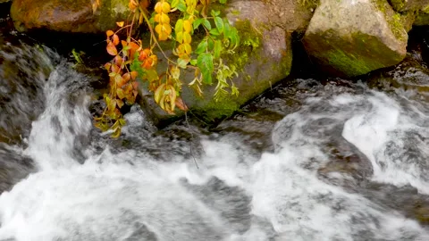 Fast river flow over mossy rocks with colorful autumn leaves Stock Footage 321529174