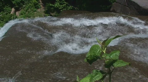 Fast River Flowing with Plant Stock Footage 481850