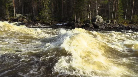 A fast river flows in the forest. Stock Footage 241533226
