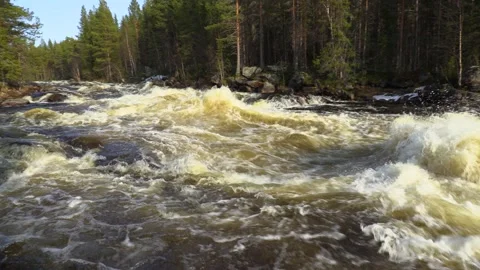 A fast river flows in the forest. Stock Footage 241533229