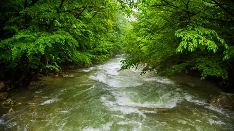 A fast river in a green forest Stock-Footage 85908753
