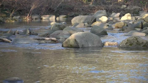 Fast river with small waterfalls. Mountain river seethes among stones and trees. Stock Footage 166915101