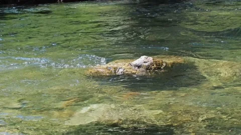 Fast river stream Stock Footage 145344205