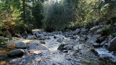 Fast river in summer forest Stock-Footage 132327336