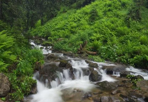 Fast river in the summer forest Stock Photos