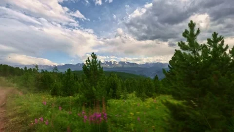 Fast off-road driving. View from the side window. Sparse pine forest on a sunny Stock Footage 331799164
