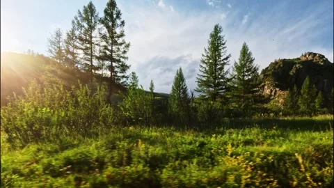 Fast off-road driving. View from the side window. Sparse pine forest on a sunny Stock Footage 331799222