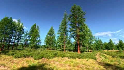 Fast off-road driving. View from the side window. Sparse pine forest on a sunny Stock Footage 331799543