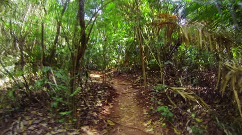 Fast running along a narrow path in the jungle Stock Footage 23384248