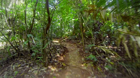 Fast running along the winding path in the rainforest Stock Footage 30480480