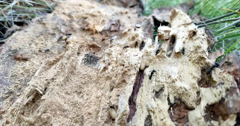 Fast running black ants on old wood in forest, closeup view, carpenter ant Stock Footage 228958417