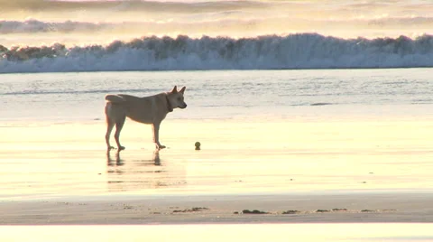 Fast Running Dog at the Coast Slow Motion Stock-Footage 34301880