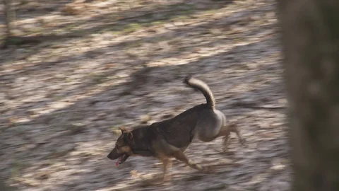 Fast running dog Vidéo 105727401