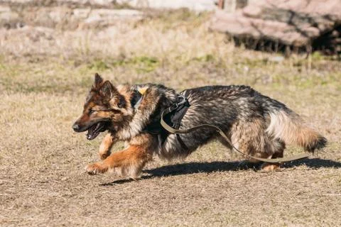 Fast Running German Shepherd Dog Training. Running Dog. Alsatian Stock Photos